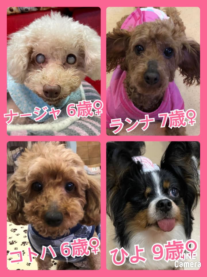 🐾今日の里親様募集中ワンコ🐶メンバーです🐾2021,4,15